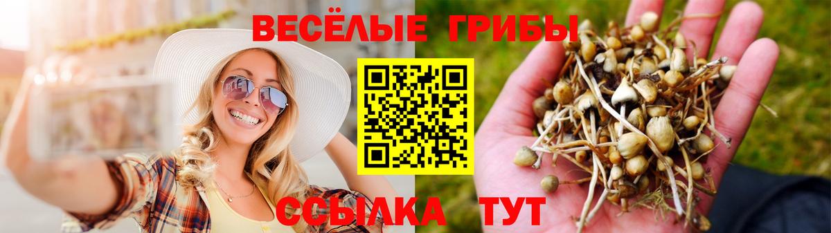 Псилоцибиновые грибы Magic Shrooms  цены   Псилоцибиновые грибы Psilocybine cubensis  Топки  Вход с VPN 